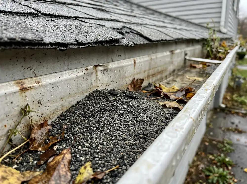 Asphalt shingle granules piled in a metal gutter with wet fall leaves